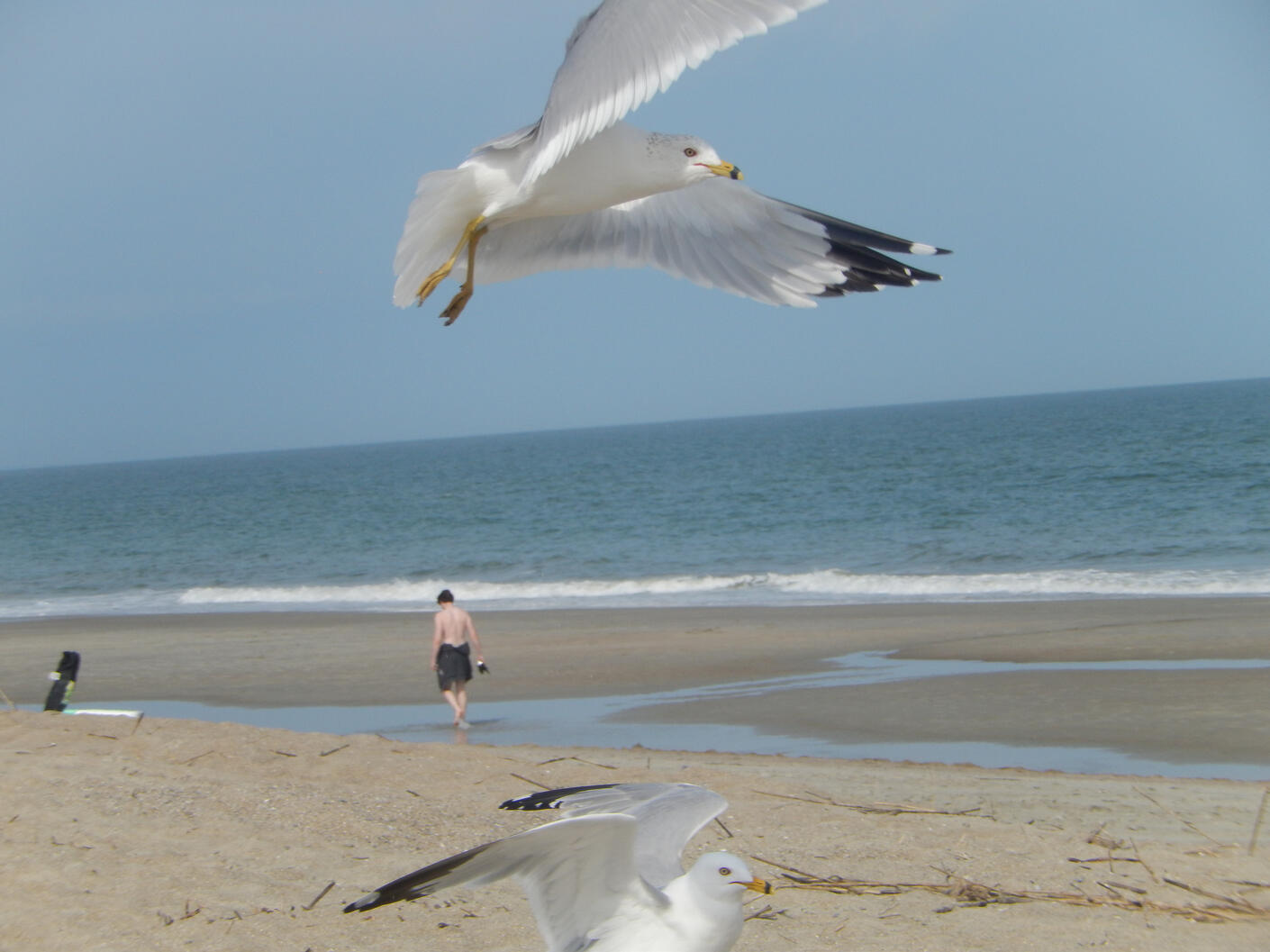 Seagulls, Tybee Island, 2025.