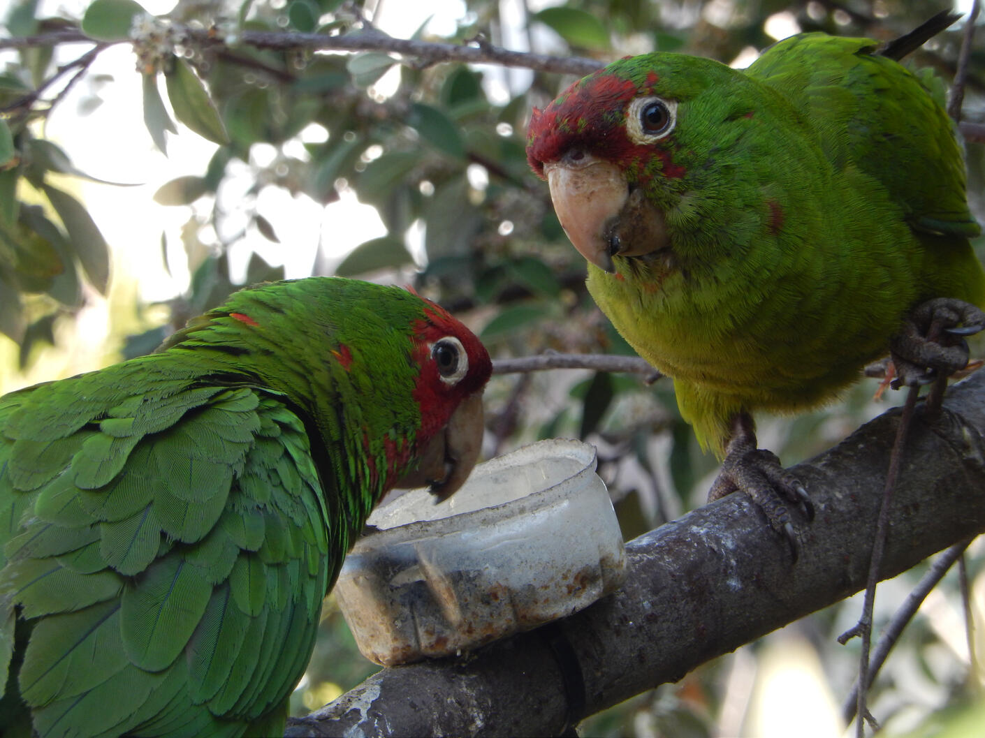 Parrots, Ina Coolbrith Park, San Francisco, 2025.