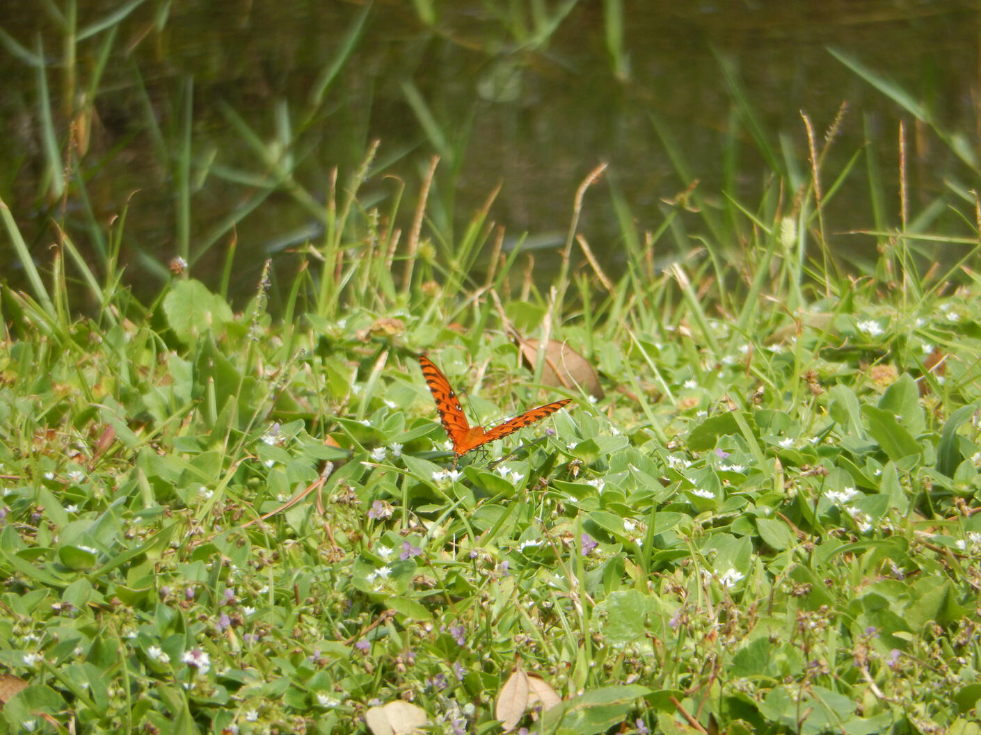 Butterfly, Tybee Island, 2025.